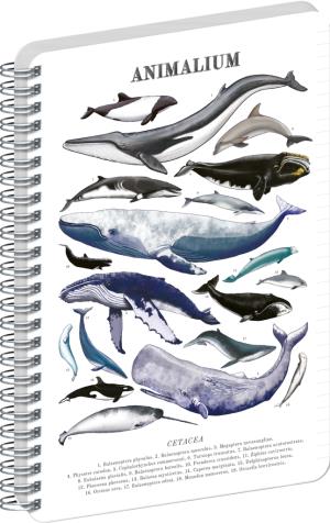 Linajkovaný notes s morským motívom Animalium 