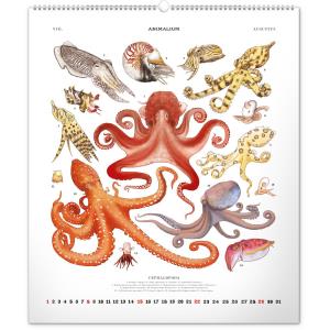 Nástenný kalendár Animalium – Lucie Jenčíková 2021 (7)