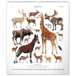 Nástenný kalendár Animalium – Lucie Jenčíková 2021 (11)