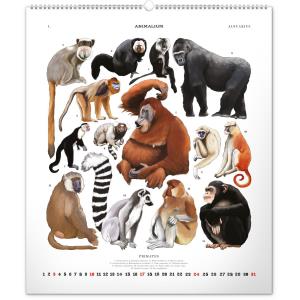 Nástenný kalendár Animalium – Lucie Jenčíková 2021 (14)